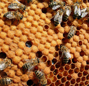 Honeybees really do help the environment, according to David. Humans and bees can coexist harmoniously.